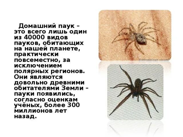 Увидеть дома паука примета. Паук примета. Пауки в доме. Приметы про пауков в доме. Паук в доме к чему примета.