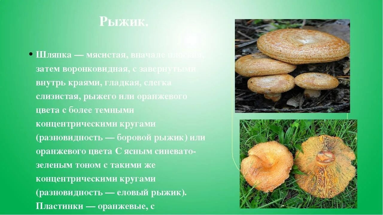 Определите тип питания рыжик настоящий береза белая. Рыжик гриб доклад. рыжик еловый. сообщение о грибе рыжик. гриб рыжик описание.