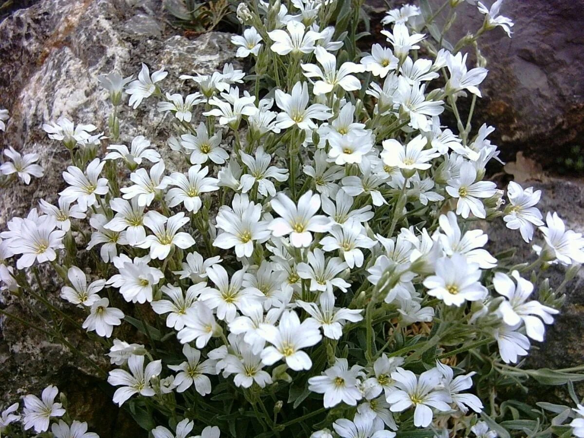 Растение ясколка фото. Ясколка Биберштейна. Ясколка Биберштейна Cerastium biebersteinii. Цветы Ясколка Биберштейна. Ясколка войлочная Биберштейна.