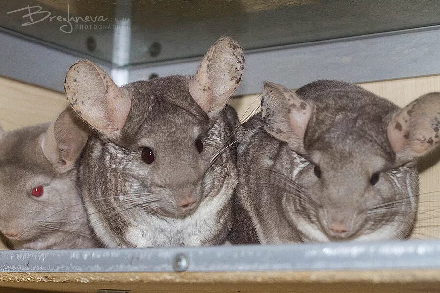 вес шиншиллы. до каких размеров вырастает шиншилла. взрослая шиншилла фото. рост шиншиллы. до каких размеров вырастает шиншилла.