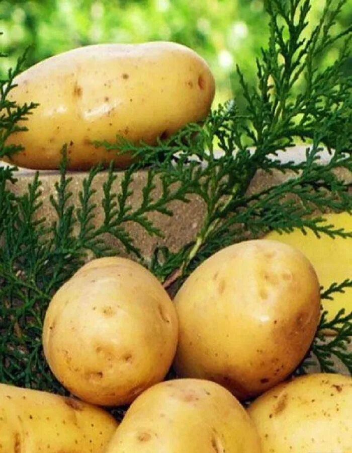 Венета картофель характеристика отзывы