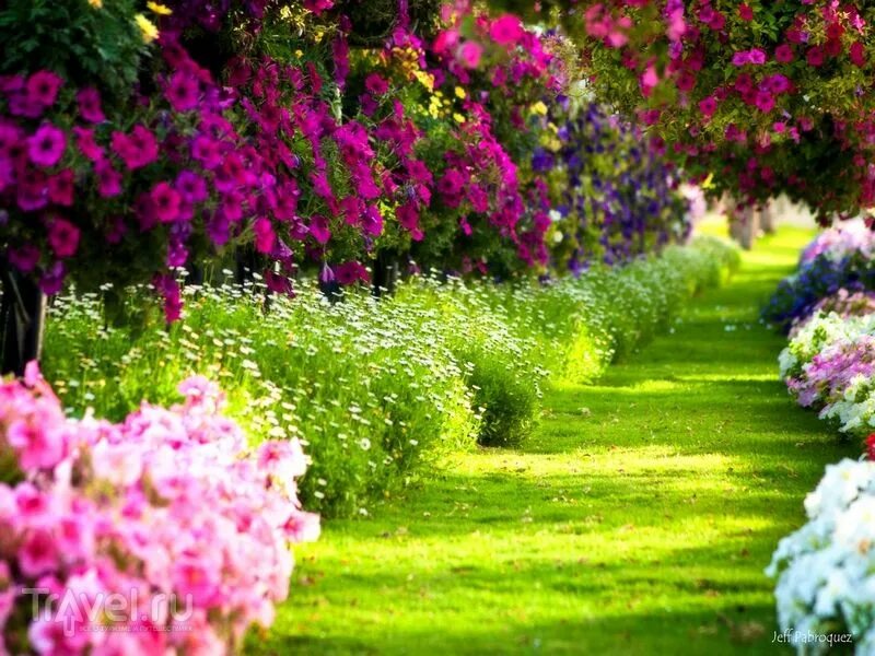 There are many flowers in the garden