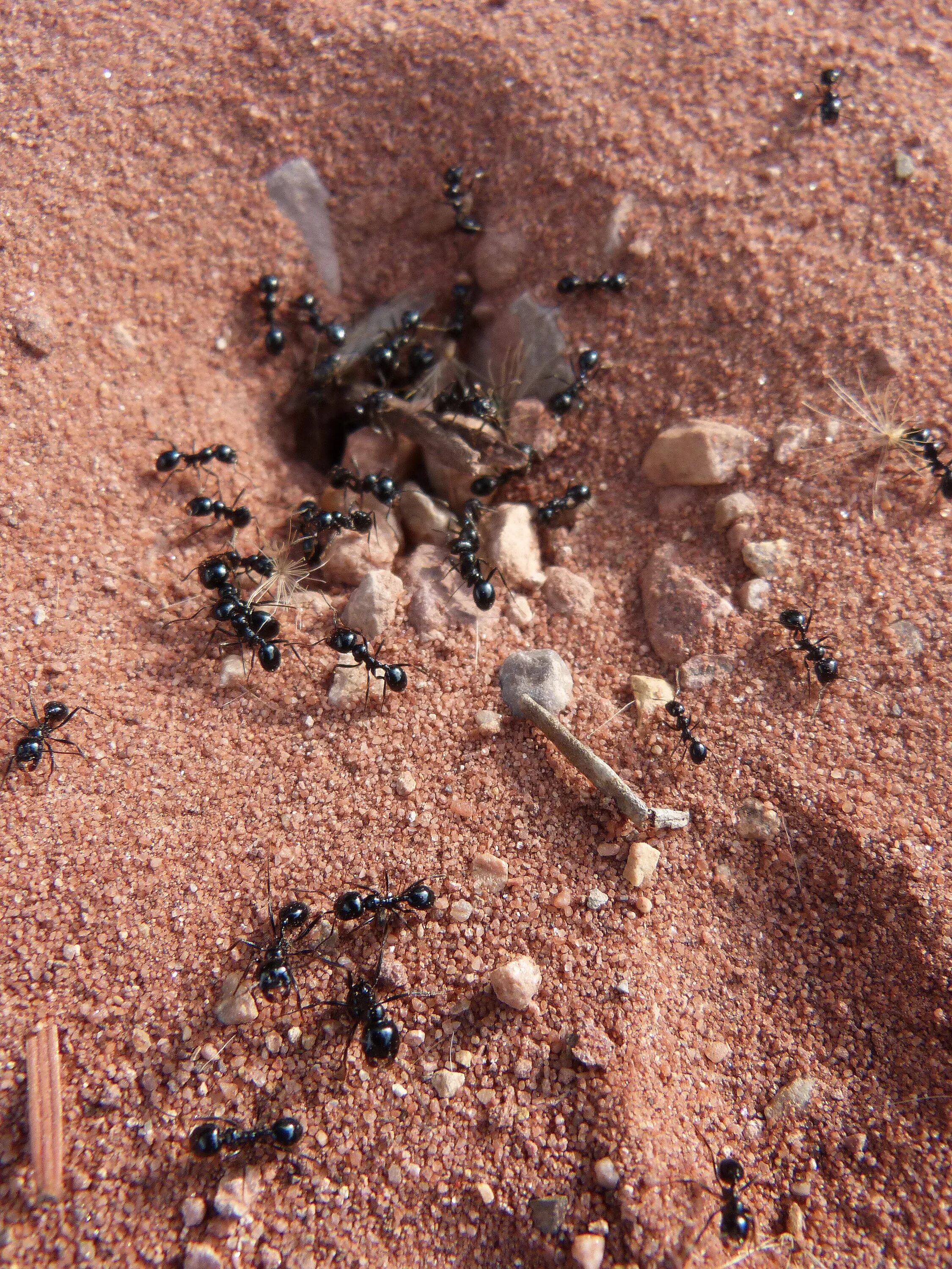 В небольшом муравейнике который. Фараоновые муравьи Муравейник. Гнездо муравья. Гнездо муравьев. Муравьиное гнездо.