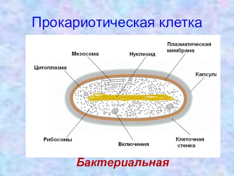 Цитоплазма содержит рибосомы