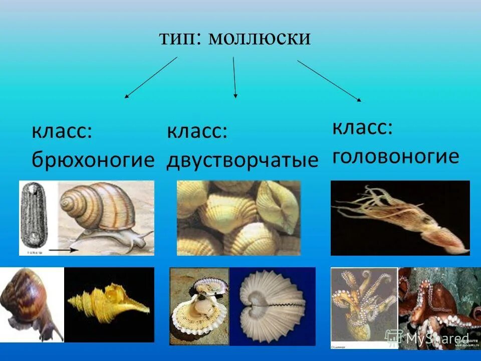 Перечислить классы моллюсков. Двустворчатые и головоногие моллюски. Тип моллюски классы.