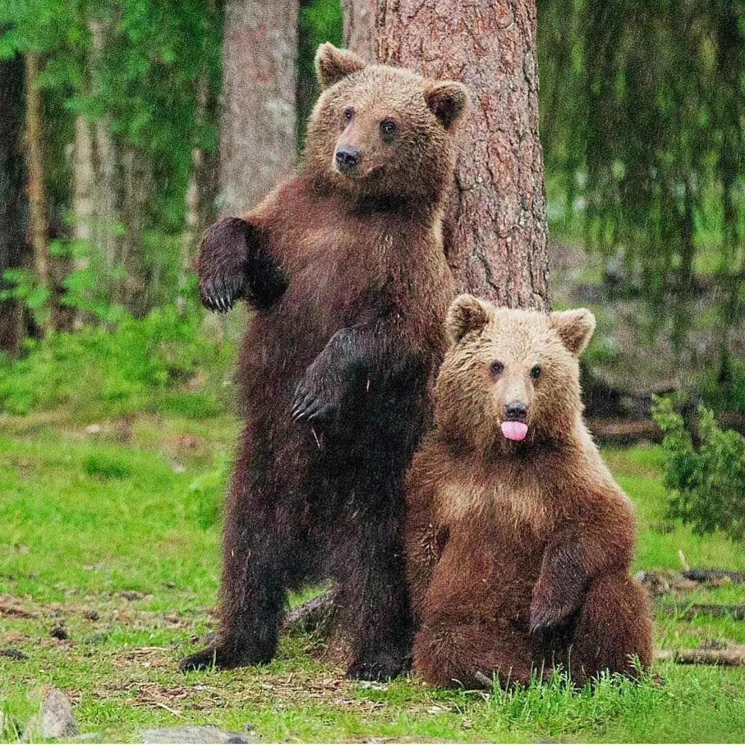 Фотографии 3 медведей. Семья медведей. Семейство Медвежьи. Три медвежонка. Семейство бурых медведей.