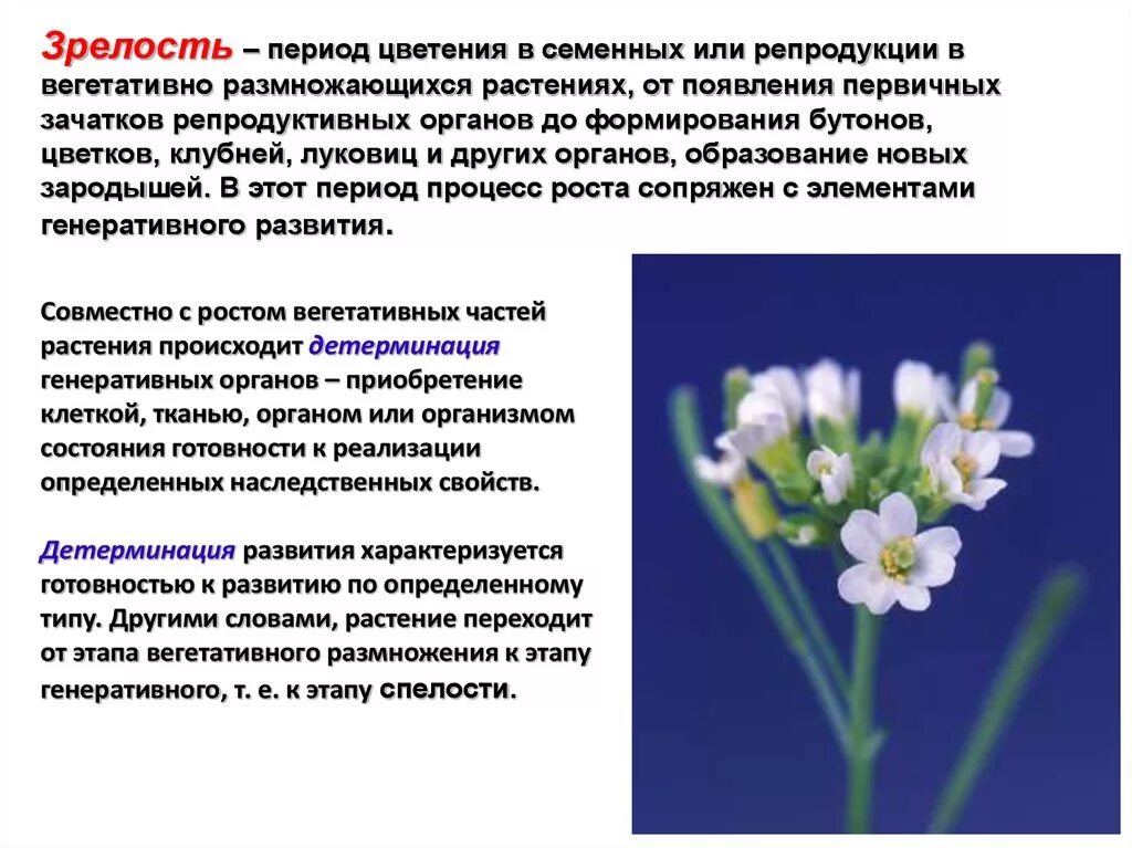 Генеративный период. Период зрелости у растений. Растения в стадии зрелости. Генеративные органы размножения. Органы генеративного размножения растений.