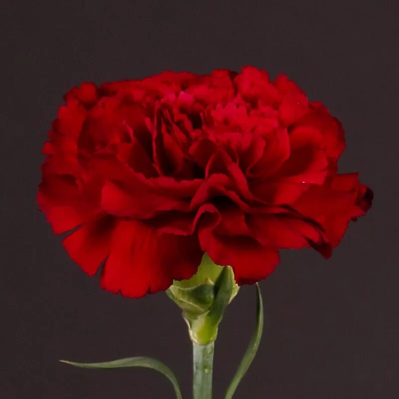 Ред гвоздика. Carnation Red цветы. Диантус Эквадор. Гвоздика Эквадор ред. Гвоздика красная Эквадор.