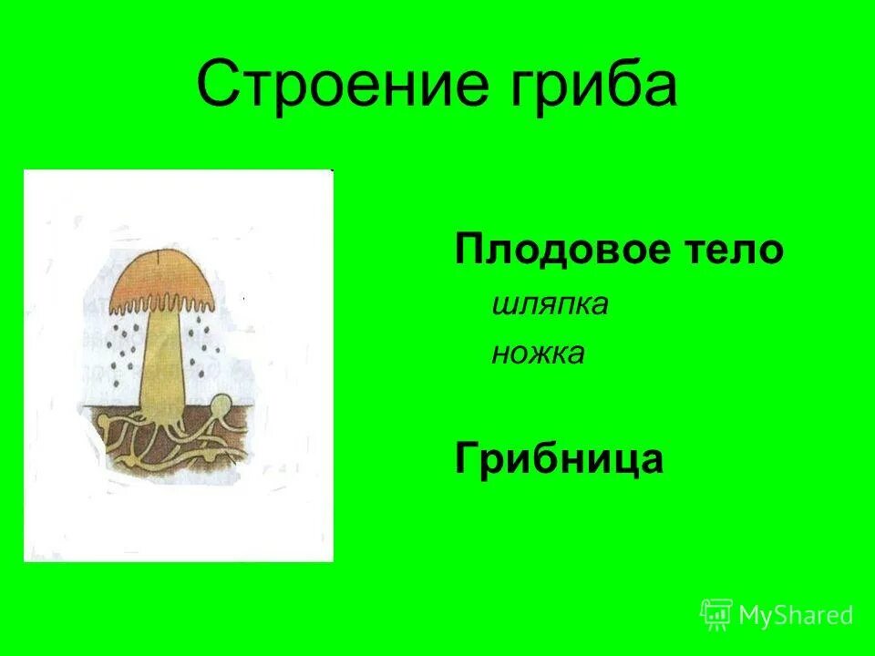 Строение гриба. Строение гриба 2 класс. Рисунок схема шляпочного гриба. Строение гриба окружающий мир. Строение гриба 2 класс окружающий мир.