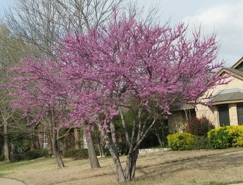Дерево розовое в Сальске. Деревья с розовыми цветами в Махачкале на Гамид Далгата. Розовое дерево фото с цветами эфирное. Розовое дерево аниба купить.