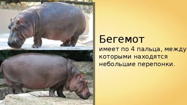Проект 9 класс бегемот Удивительное рядом...: Мастер-класс: бегемот в кофточке (крючок+спицы) Вязаные и