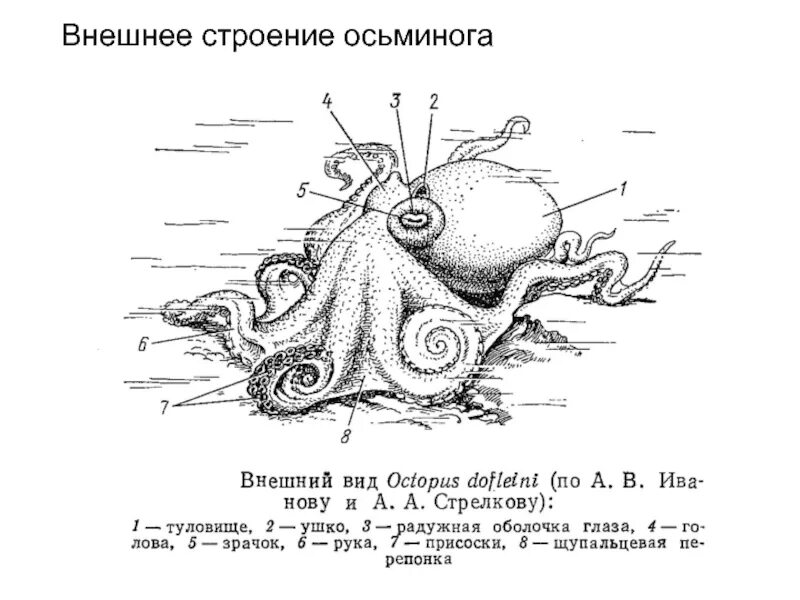 Внешнее строение осьминога. Наружное строение осьминога. Внешняя анатомия осьминога. Осьминог обыкновенный строение.