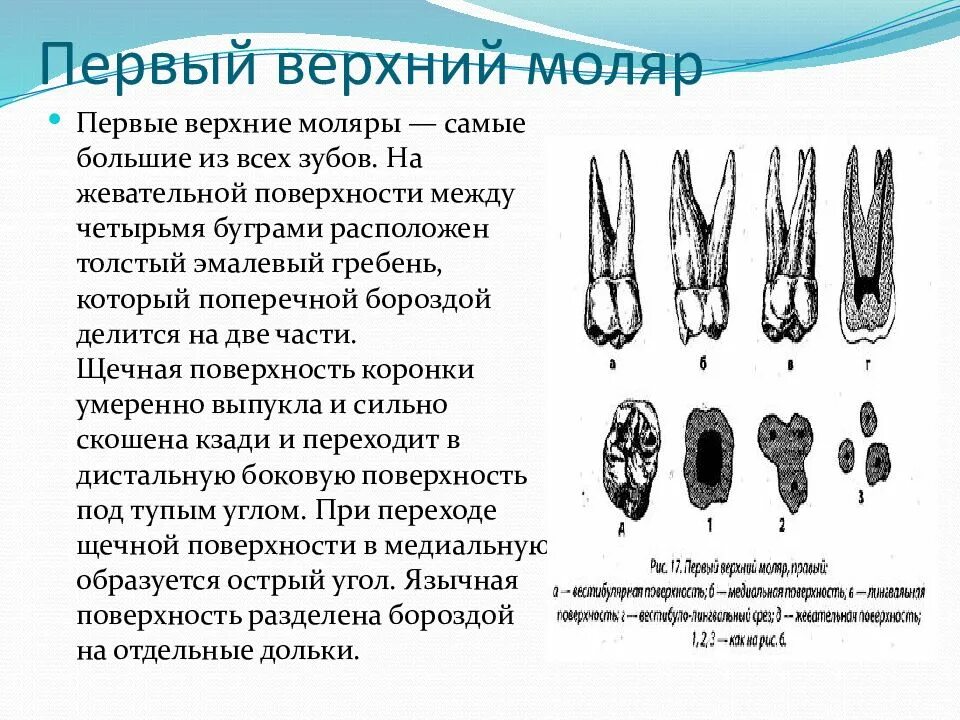 Первый моляр верхней челюсти. Первый верхний моляр Бугры. Первый верхний моляр правый.