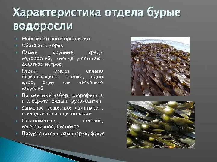 Особенности бурых водорослей. Характеристика бурых водорослей кратко. Бурые водоросли характеристика. Представители бурых водорослей 7 класс.