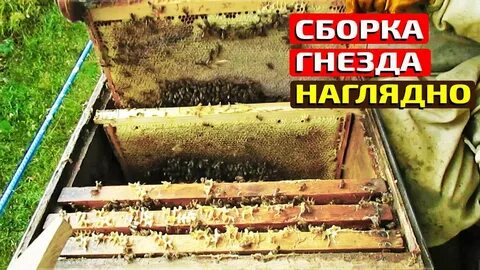 Сколько рамок оставлять пчелам на зиму