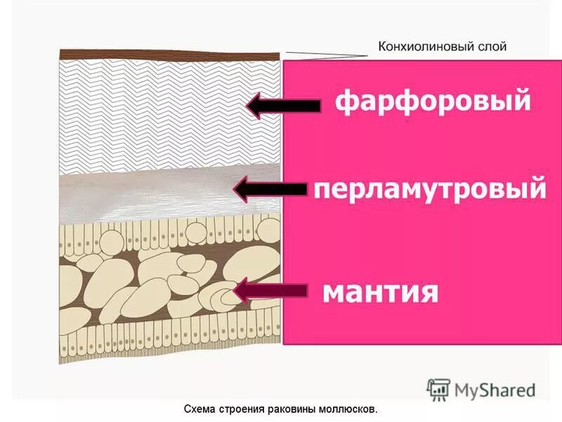 Радула у моллюсков. Внутреннее строение раковины. Последовательность слоев раковины роговой фарфоровый перламутровый. Раковины моллюсков. Строение ракушки.
