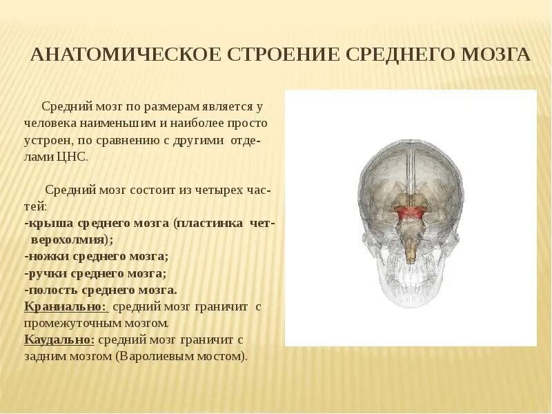 Полостью среднего мозга является. Внешнее строение среднего мозга анатомия. средний мозг анатомия строение. анатомические образования среднего мозга. средний мозг: строение, полость, функции..