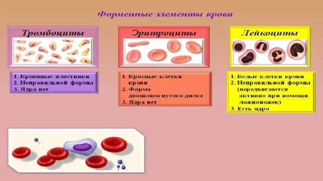 Кровотечения 8 класс биология. Задания по теме кровь 8 класс. Кровь биология 8 класс. Задания на тему кровь 1 класс. Таблица с ответами по биологии на тему кровь 8 класс.