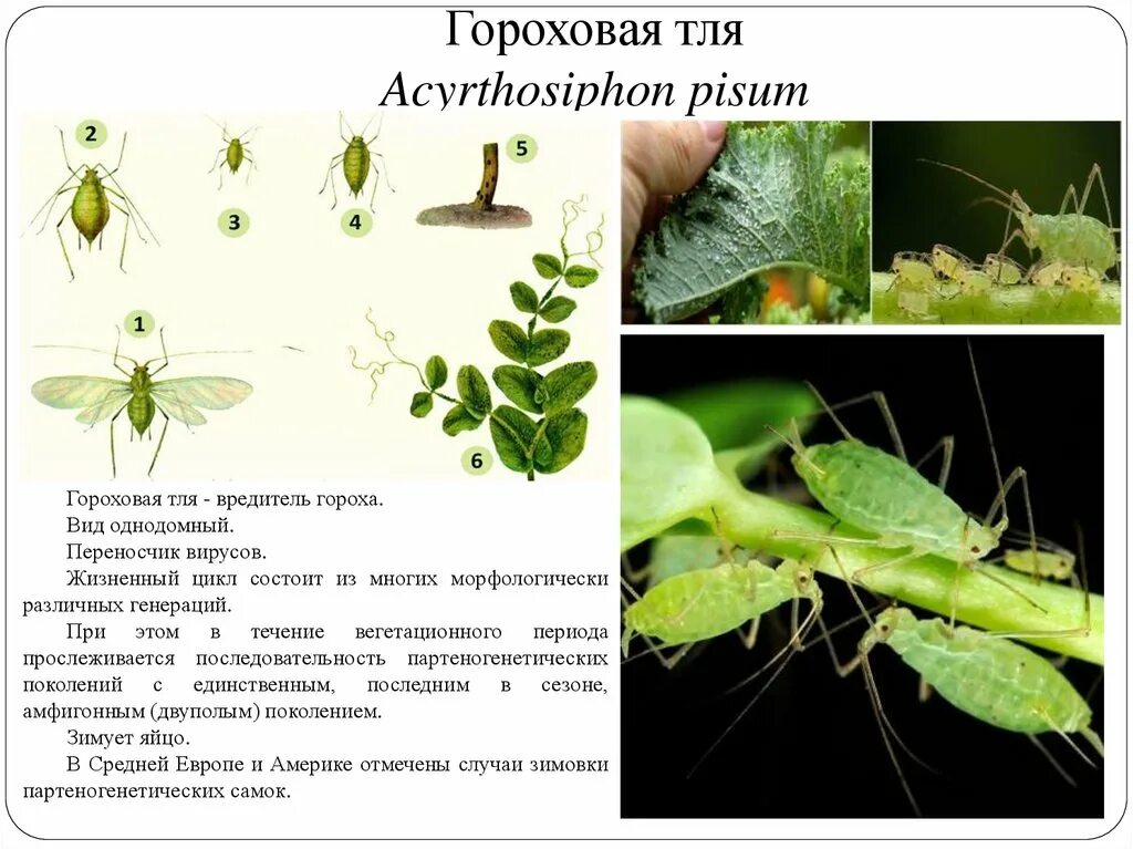 Какое развитие у тли. Тля Гороховая (Acyrthosiphon Pisum. Гороховая тля Acyrthosiphon. Гороховая тля личинка. Насекомые вредители презентация.