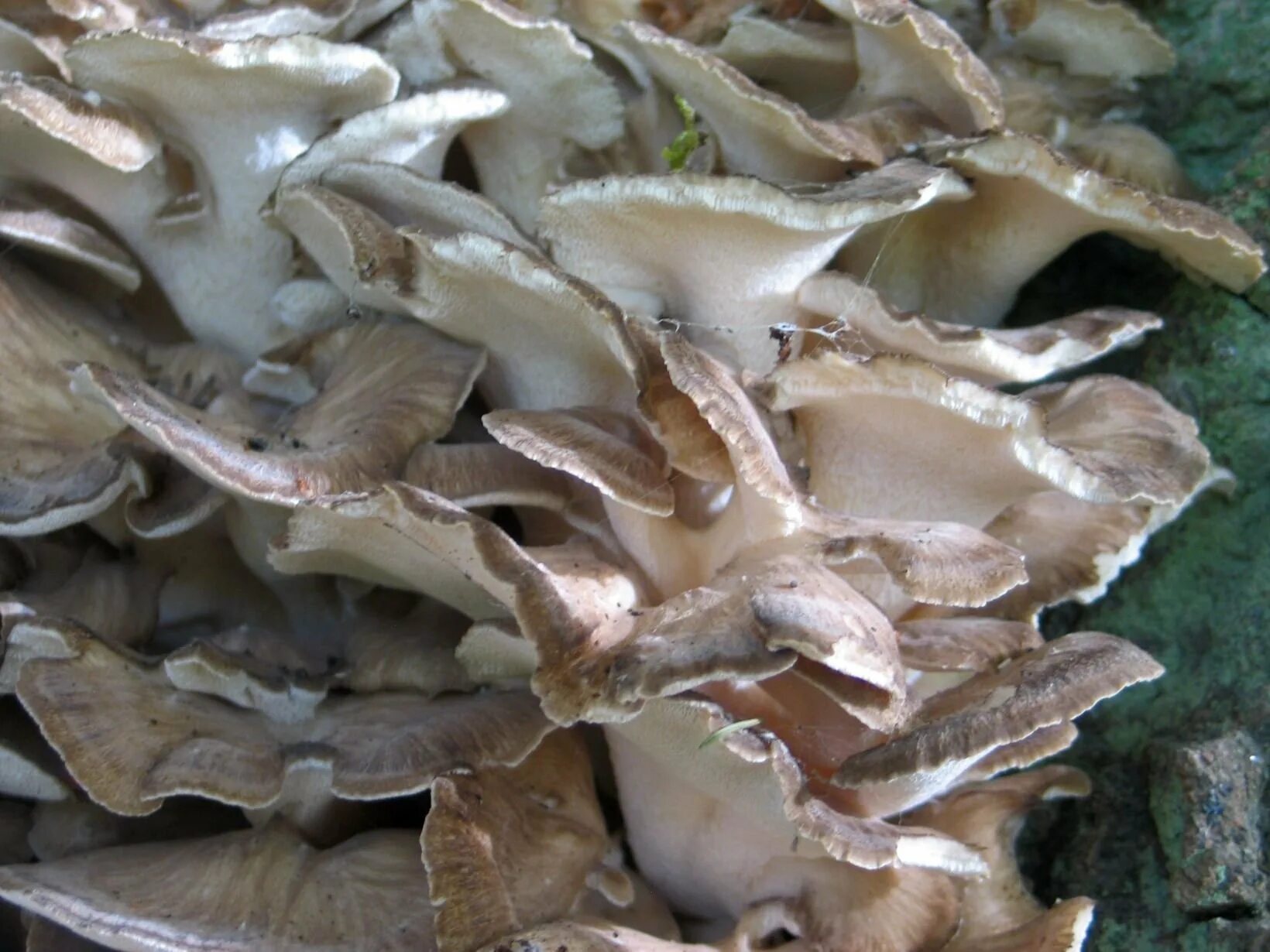 Где находится морской гриб. Гриб баран коралловый. Грифола. Грибы морские гребешки. Морские грибы корейские.