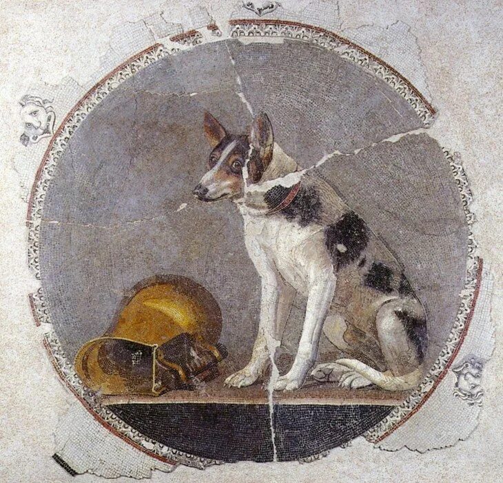 Тунис пляж собаки. Rome dog. Собаки в риме. Rome dog. Rome dog.