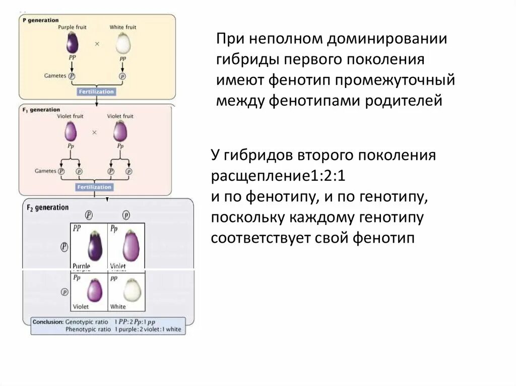 Моногенный Тип наследования примеры. Типы наследования и расщепления. Фенотип 1 1. Расщепление по генотипу 1:2:1 и 1 2 1 по фенотипу.