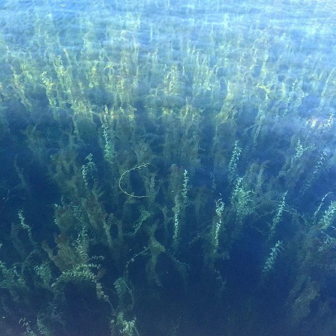 Водоросли запутались в. Огромные водоросли. Глубинные водоросли. Страшные водоросли. Огромные страшные водоросли.