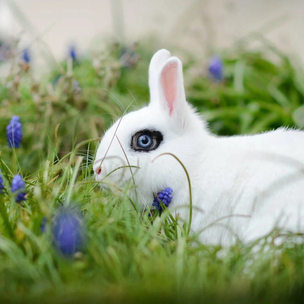 White rabbit цветы. Милый заяц. Кролик в цветах. Красивый белый кролик. White rabbit цветы.