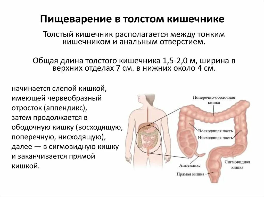 Общая длина тонкого кишечника. Пищеварение в тонкой кишке и толстой кишке кратко. Пищеварение в толстой кишке физиология. Пищеварение в толстой кишке кратко. Характеристика процесса пищеварения в толстом кишечнике.