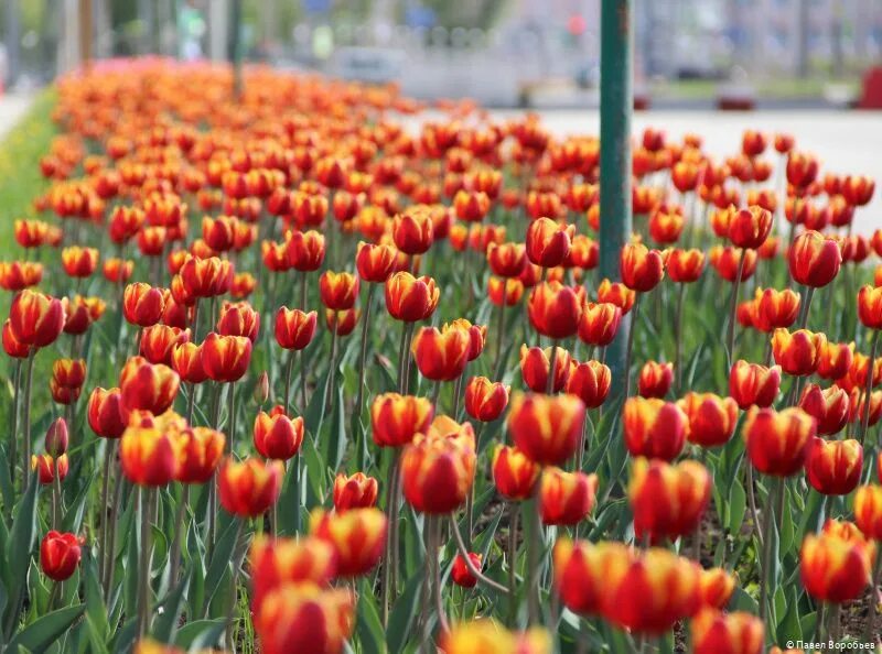 Будут ли цвести тюльпаны весной. Тюльпан Питтсбург. Когда расцветают тюльпаны. Тюльпаны начало цветения. Распустившиеся тюльпаны в России.