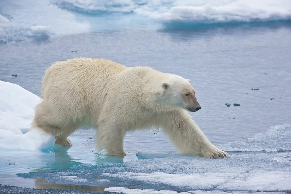 Антарктика белые медведи. Северный Ледовитый океан белый медведь. Животные Антарктики белый медведь. Гренландия белые медведи. Белый медведь бег