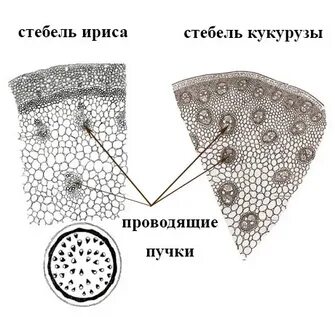 Строение стебля кукурузы