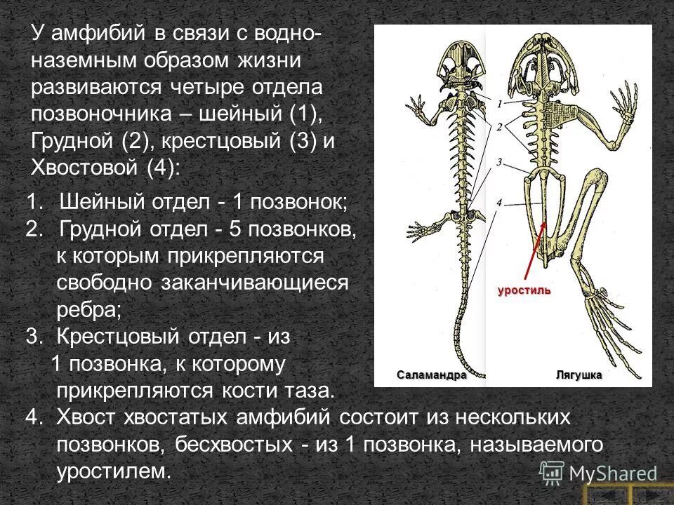 лягушка скелет состоит из 4 отделов. шейный отдел у амфибий. туловищный отдел позвоночника земноводных. строение скелета бесхвостых амфибий. шейный отдел у амфибий.