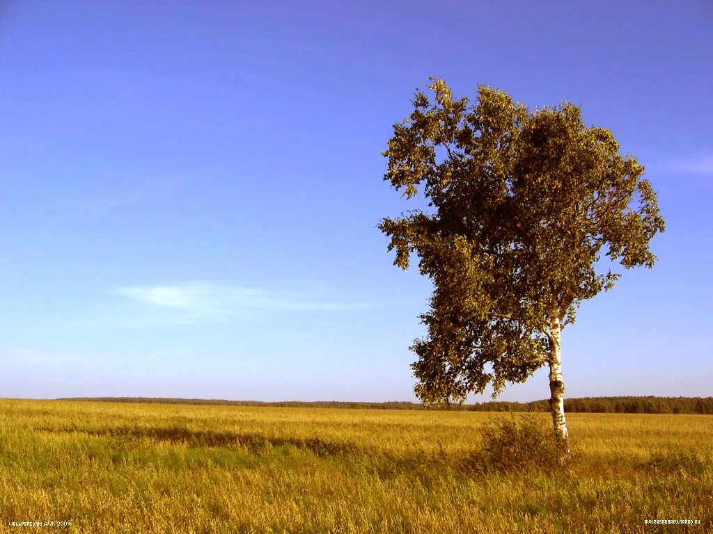 одинокая береза. во поле березонька. стоять березкой. слова о русской березке. во поле березка стояла.