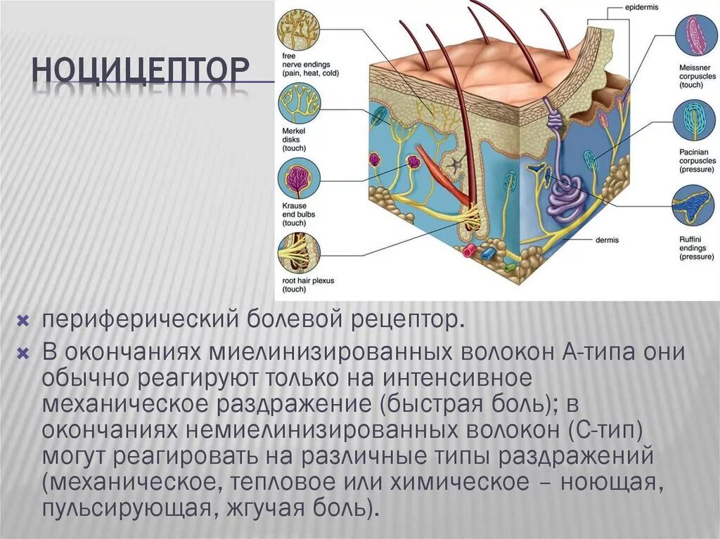 Болевые рецепторы ноцицепторы. Болевые рецепторы располагаются в коже. Строение болевого рецептора. Ноцицептор строение.