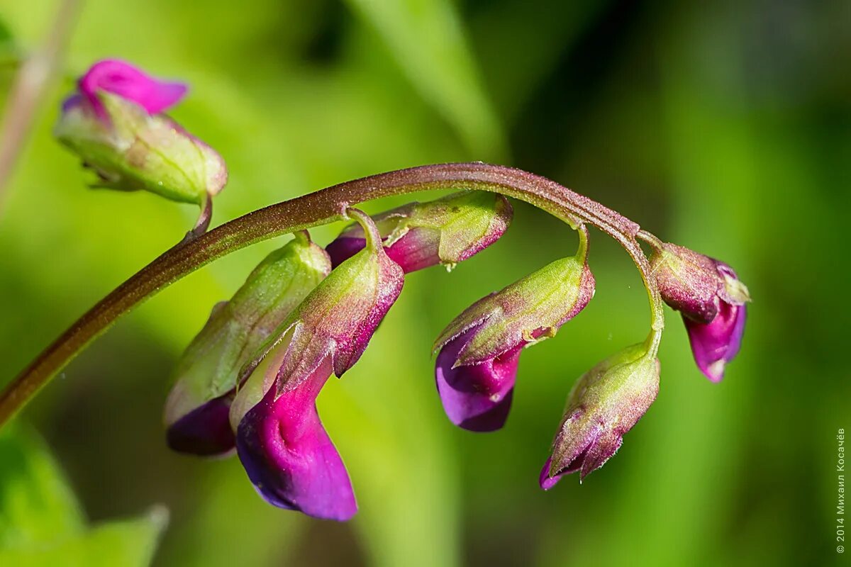 Чина ю. Чина Весенняя, сочевичник (Lathyrus vernus). Чина Весенняя сочевичник. Сочевичник весенний цветок. Lathyrus vernus цветок.