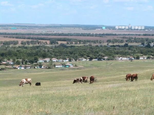 Хутор восточный ставропольский край советский. Хутор Новоалександровский. Хутор Новоалександрийский Ставропольского края. Станица Георгиевская Ставропольский край Кочубеевский район. Новоалександровск Ставропольский край Новоалександровский район.