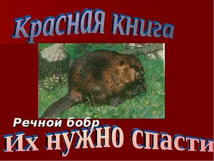 Бобер в красной книге