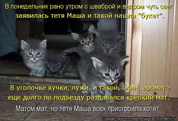 Когда вышел кот 2. Котята с надписями. Прикольные котята с надписями. Котята приколы с надписями. Котенок понедельник.