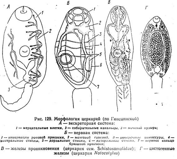 Строение церкария печеночного сосальщика. Церкарий печеночного сосальщика строение. Церкарии трематод. Строение церкарии трематод. Личиночных стадий сосальщиков