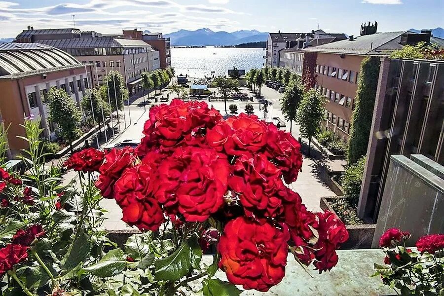 13 роз в саранске на коваленко. белые голландские розы в дагестан. магазин город роз. черкассы долина роз. розы в цветочном магазине.