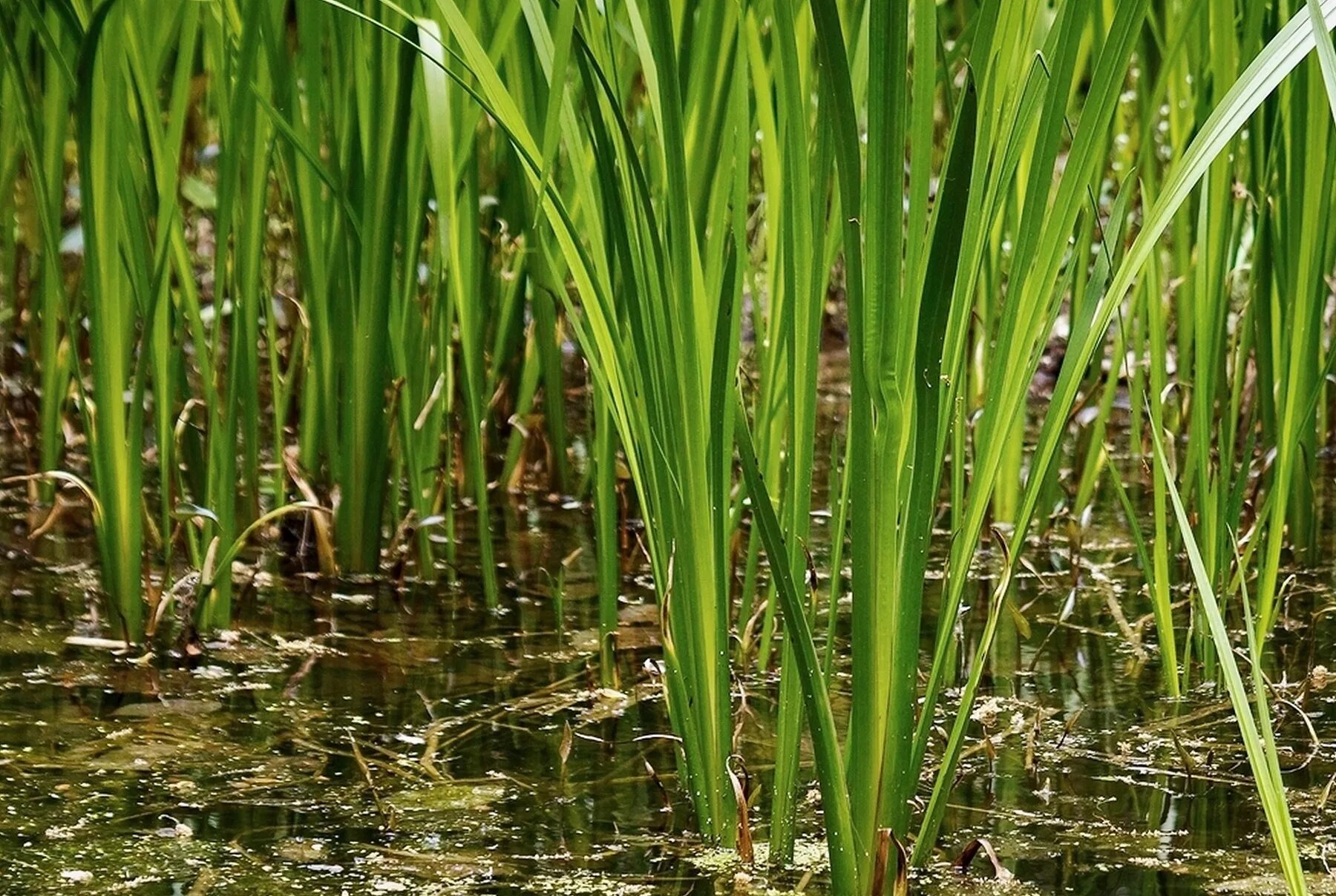 Стали аира. АИР обыкновенный - Acorus Calamus. АИР болотный (Acorus Calamus). АИР обыкновенный (а. болотный) - Acorus Calamus.. АИР обыкновенный болотный.