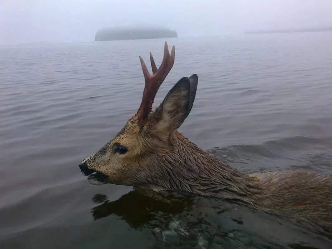 Олень в море. Олень плывет. Олень плавает. Косуля плывет. Олень в воде.