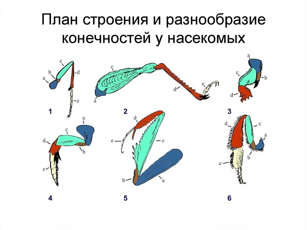 Конечности пчелы и кузнечика ласты дельфина. Отделы ходильных конечностей насекомых. Строение конечностей насекомых. Строение бегательной конечности насекомых. Строение ноги бегательного типа насекомого.