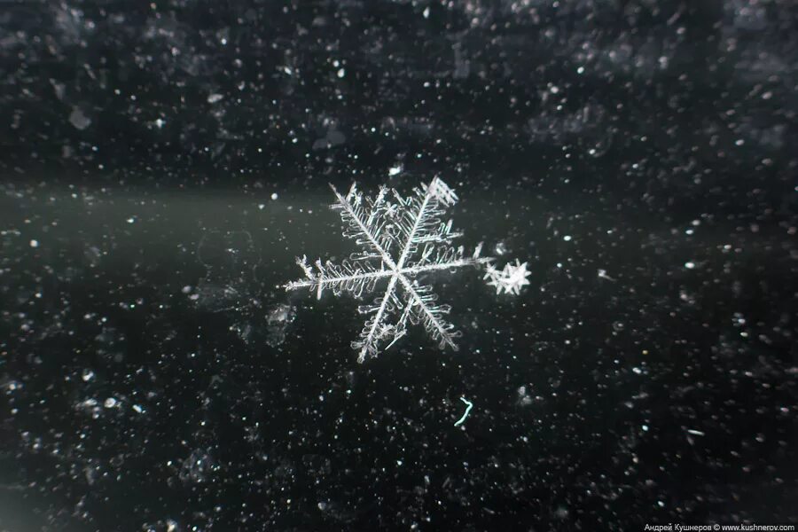 кружатся легкие снежинки. кружась легко и неумело снежинка села на стекло. снежинки падают. кружась легко и неумело снежинка. снежинки летают.