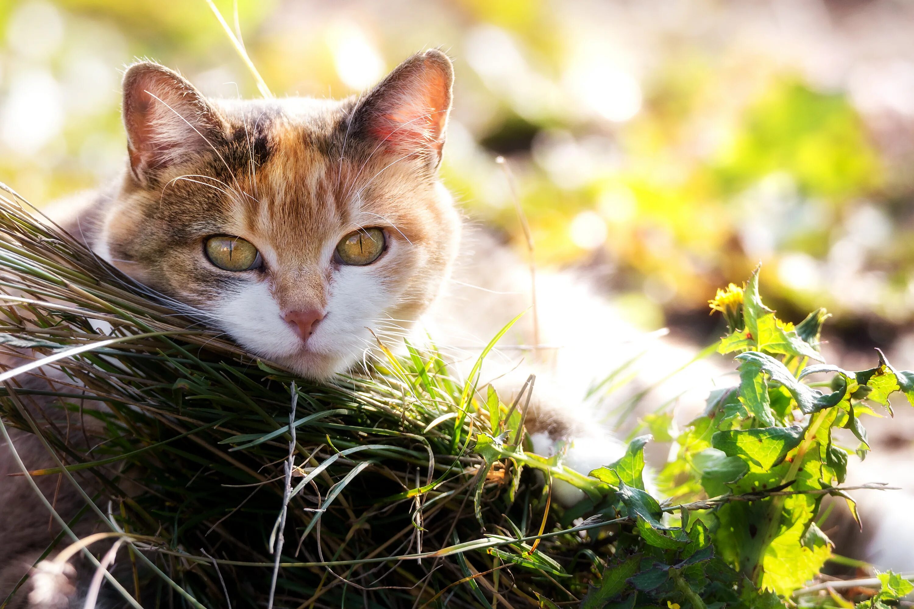 Весенняя кошечка. Кошки. Кошка на природе. Красивые коты.