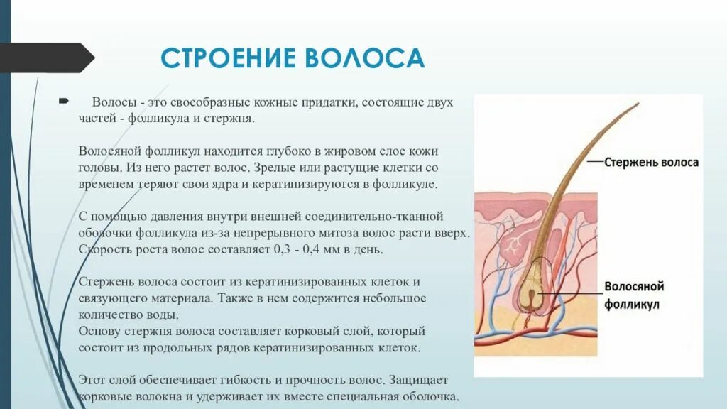 Строение стержня волоса кратко. Строение стержня волоса парикмахерское дело. Строение Солос. Волос строение волоса.