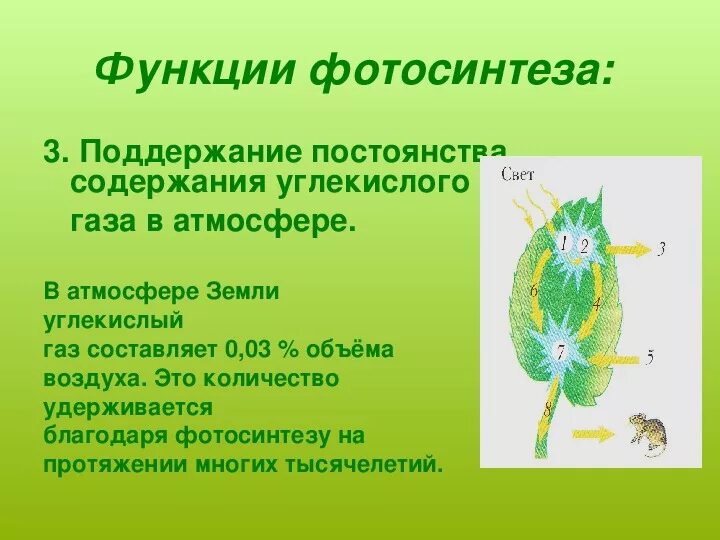 Тест по теме фотосинтез 6 класс биология. Дыхание 6 класс биология. Фотосинтез 6 класс биология презентация. Насекомые способные к фотосинтезу.