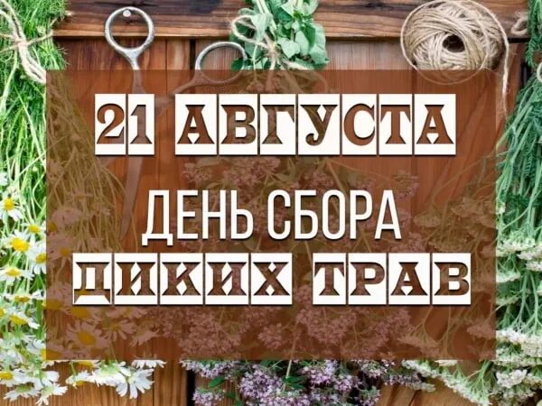 Клумба из лечебных трав. День сбора диких трав 21 августа. Сбор диких трав. День сбора диких трав 21 августа. День сбора диких трав 21 августа картинки прикольные.