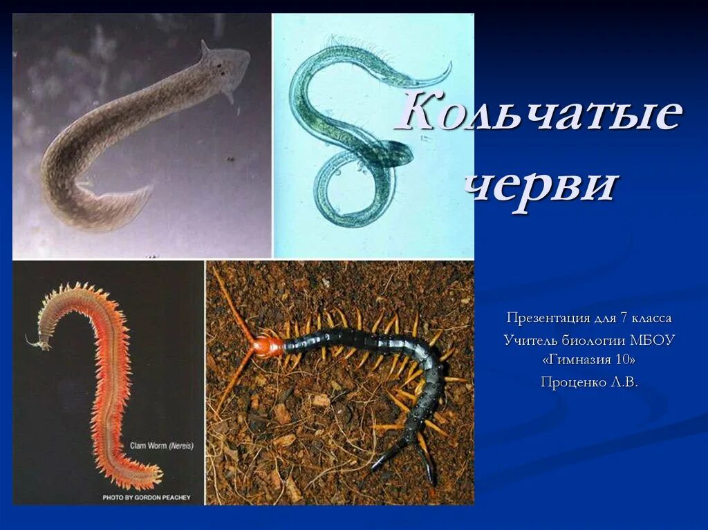 Приведите три примера кольчатых червей. Свободноживущие кольчатые черви. Кольчатых червей. Кольчатые черви черви.
